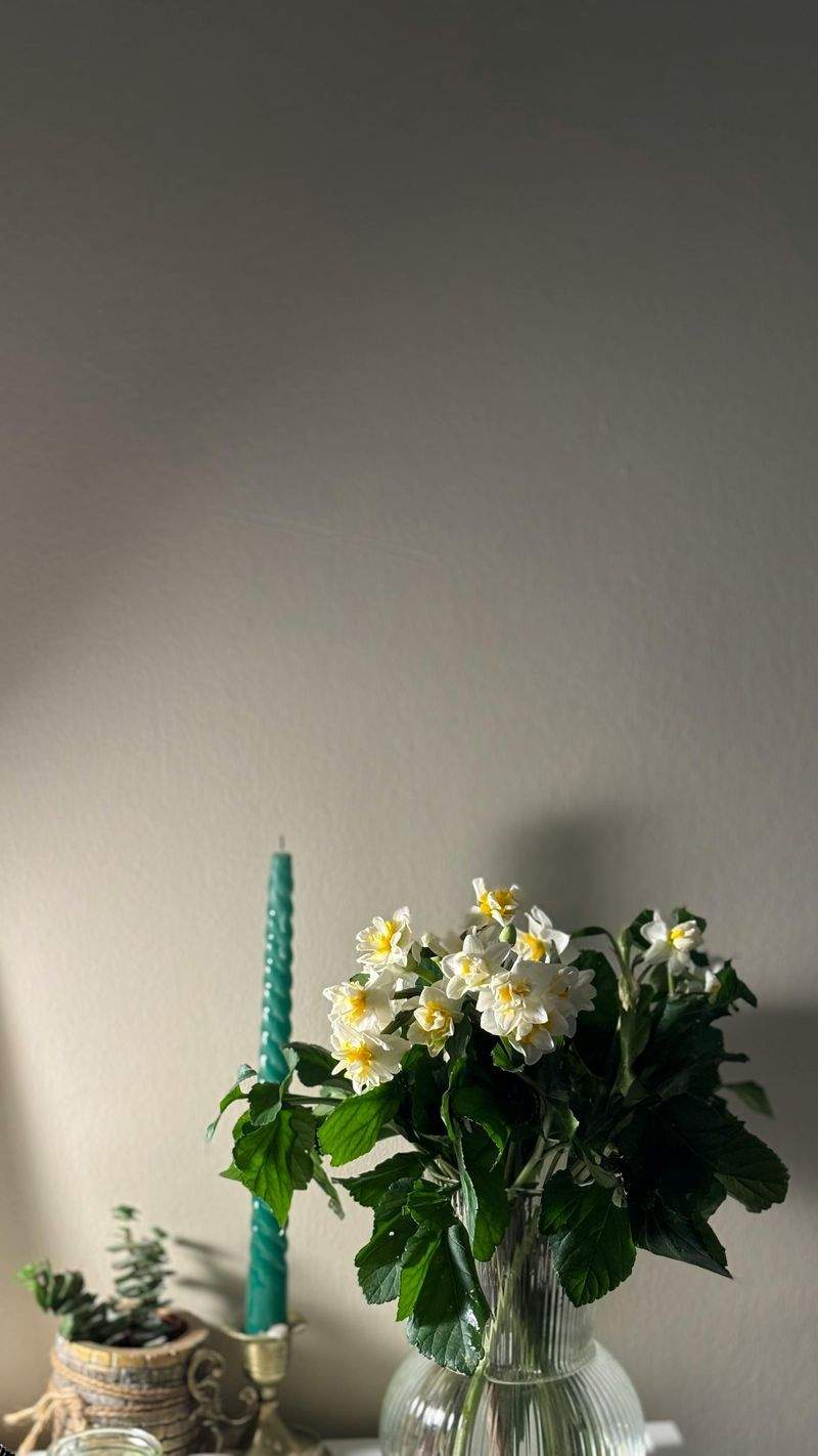 Top 5 pflegeleichte Pflanzen für Anfänger